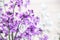Lilac flowers on a bluring background