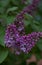 Lilac flowers on a blurred background of green foliage