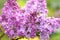 Lilac flowers branch. Floral background natural spring. Blossoming lilac flower bud. spring time color. Beautiful purple