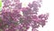 Lilac flowers branch. Floral background, natural spring. Blossoming lilac flower. Spring time color. Petal plant