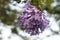 Lilac flowers on branch of jakaranda blooming tree