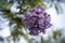 Lilac flowers on branch of jakaranda blooming tree