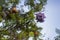 Lilac flowers on branch of jakaranda blooming tree