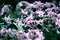 Lilac flowers bunch background. Beautiful opening violet Lilac flower Easter design closeup. Beauty fragrant tiny