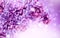 Lilac flowers bunch violet art design background. Beautiful violet Lilac flowers closeup