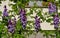 Lilac flowers bushes shrubs purple violet spring syringe nice fresh detail