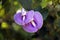 Lilac flowers, Centrosema pubescens, on tropical rainforest, Rio