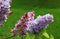 Lilac Flowers Closeup