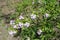 Lilac flowers of daphne grouped into clusters