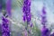 Lilac flowers of delphinium on spring field close-up in sparkling drops