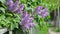 Lilac flowers and fence.