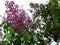 Lilac flowers and flower buds closeup with blurred background of green foliage. Purple blossoms of lilac bush in garden at