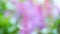 Lilac Flowers garden Nature Bokeh