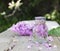 Lilac flowers in a glass bottle. The preparation of infusions. Aromatherapy