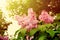 Lilac flowers in the green spring garden background. Pink lilac Syringa vulgaris.