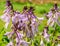 Lilac flowers hosts in garden, close-up macro