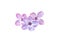 Lilac flowers isolated. Lucky five petal flower.