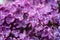 Lilac flowers in large. A blooming branch of lilacs. A cluster of purple flowers