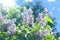 Lilac flowers - lush inflorescences on a background of blue sky