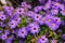 Lilac flowers New York aster or Aster novi-belgii Latin: Symphyotrichum novi-belgii close up. Background natural flowers
