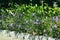 Lilac Flowers Of Ruellia Simplex Or Mexican Petunia Plants Amidst The Scorching Sunlight During The Dry Season