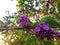 Lilac flowers on some barbed wire