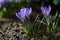 Lilac flowers in the spring garden. Springtime sunny day.