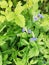 Lilac flowers in the thick of greenery