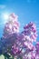 Lilac flowers under blue skies