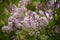 Lilac flowers unfold in all their glory