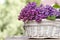 Lilac flowers in white wicker basket