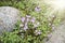 Lilac flowers of wild thyme among stones in sunny. Spice, Medicinal plant.