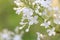 Lilac flowerï¼ˆSyringa Linn.ï¼‰