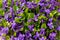 Lilac forest violet. Small bright spring flowers. background