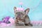 Lilac French Bulldog dog with birthday part hat lying down in front of blue background with paper streamers