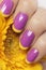 Lilac French manicure with yellow Gerbera