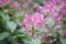 Lilac Fuchsia paniculata, pinkish flowers
