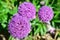 Lilac garden flower