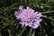 Lilac `Grass-leaved Scabious` flower - Lomelosia Graminifolia