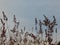 Lilac grass silhouettes in the wind against the sky