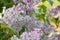 A lilac-green bush with purple flowers close-up with lush lilac buds. Beauty background or wallpaper for a magazine or banner for