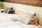 Lilac and grey british cats