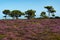 Lilac heath meadows in bloom with dark green trees under a bright blue sky