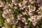 Lilac heather flowers on a sunny day. Floral horizontal background