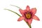 Lilac hemerocallis daylily