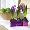 Lilac hyacinth
