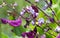 Lilac hyacinth bean