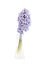 Lilac hyacinth in vase, isolated over white