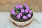 Lilac hyacinths in a ceramic pot