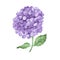 Lilac hydrangea flowers isolated on white background.